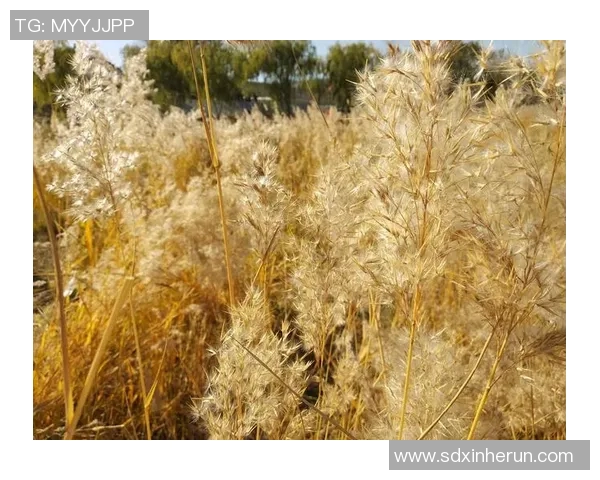 电竞新闻与刘芳畅聊王者荣耀的成长历程与职业生涯的点滴回忆